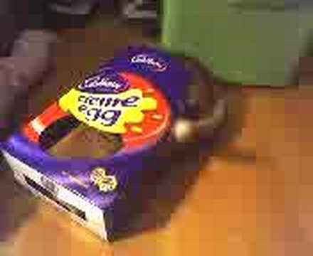 Creme Egg Cat