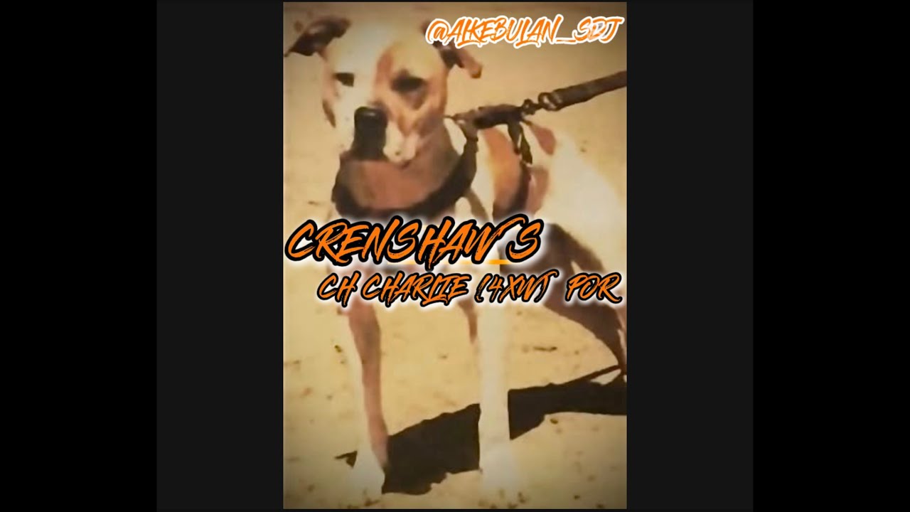 CRENSHAW'S CH CHARLIE (4XW) POR