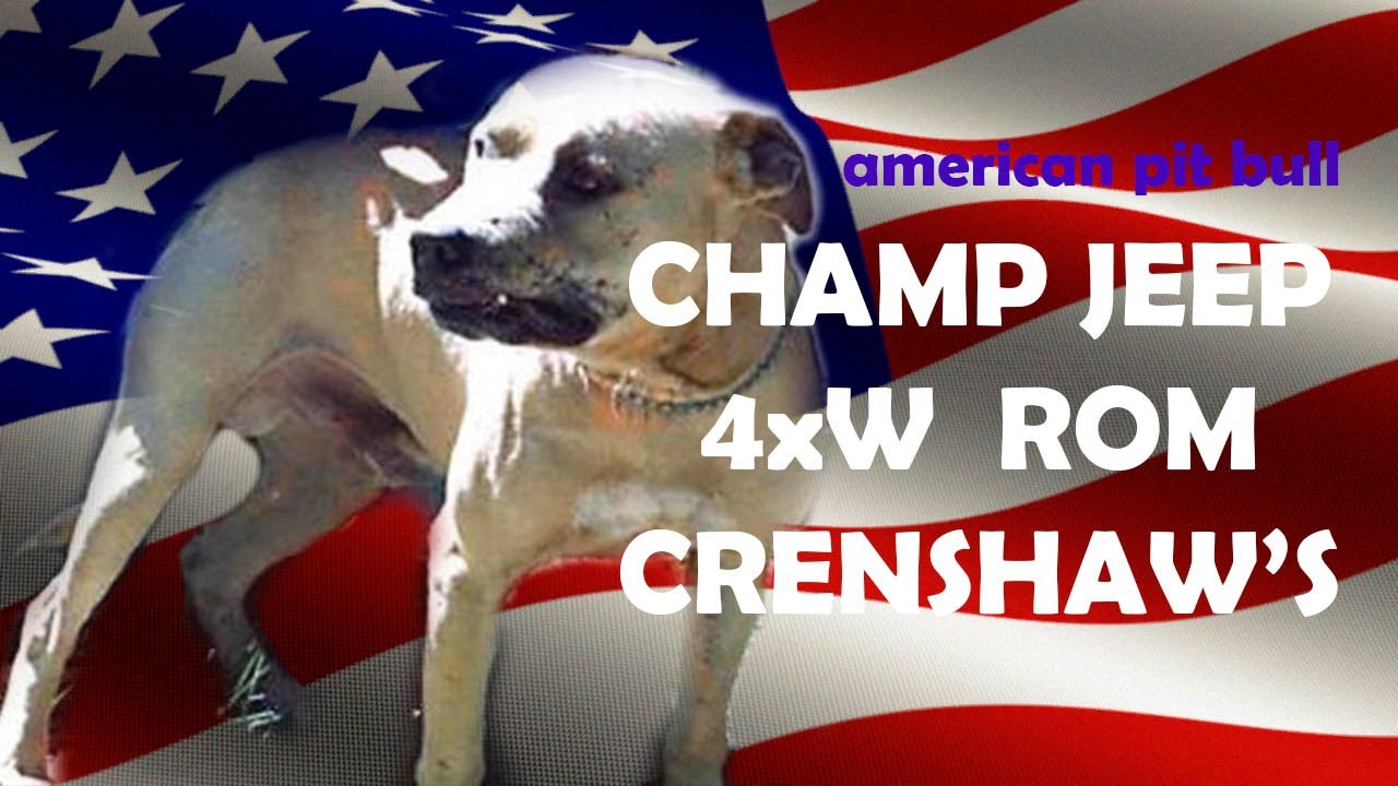 CRENSHAW'S JEEP  CH 4xW ROM APBT \ pitbull game