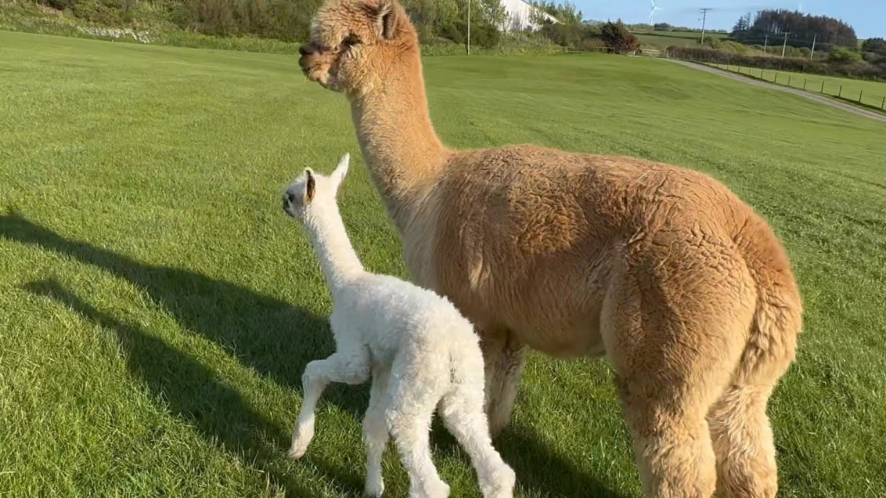 Cria C at 6 hours old.