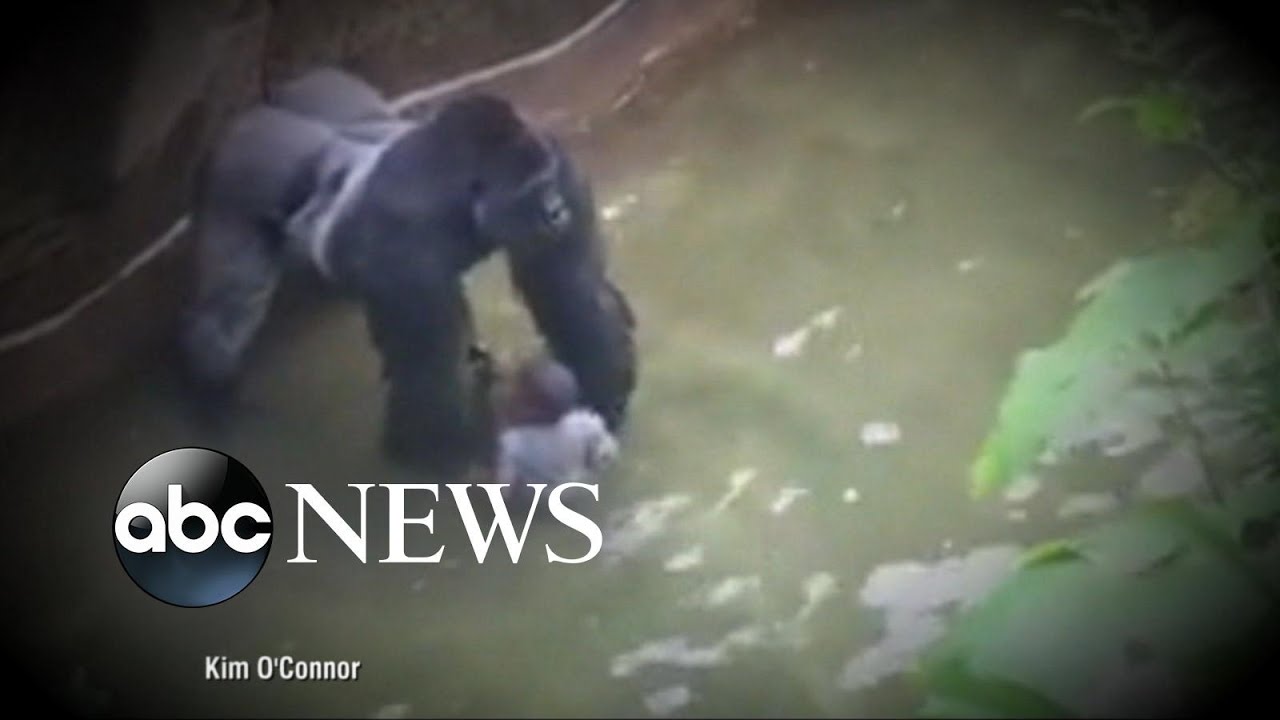 Criminal Probe Launched into Gorilla Incident at Cincinnati Zoo