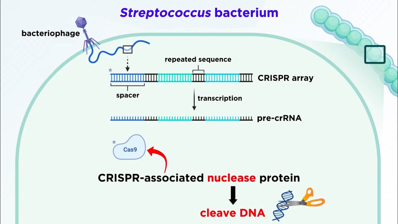 CRISPR-Cas9 Genome Editing Technology