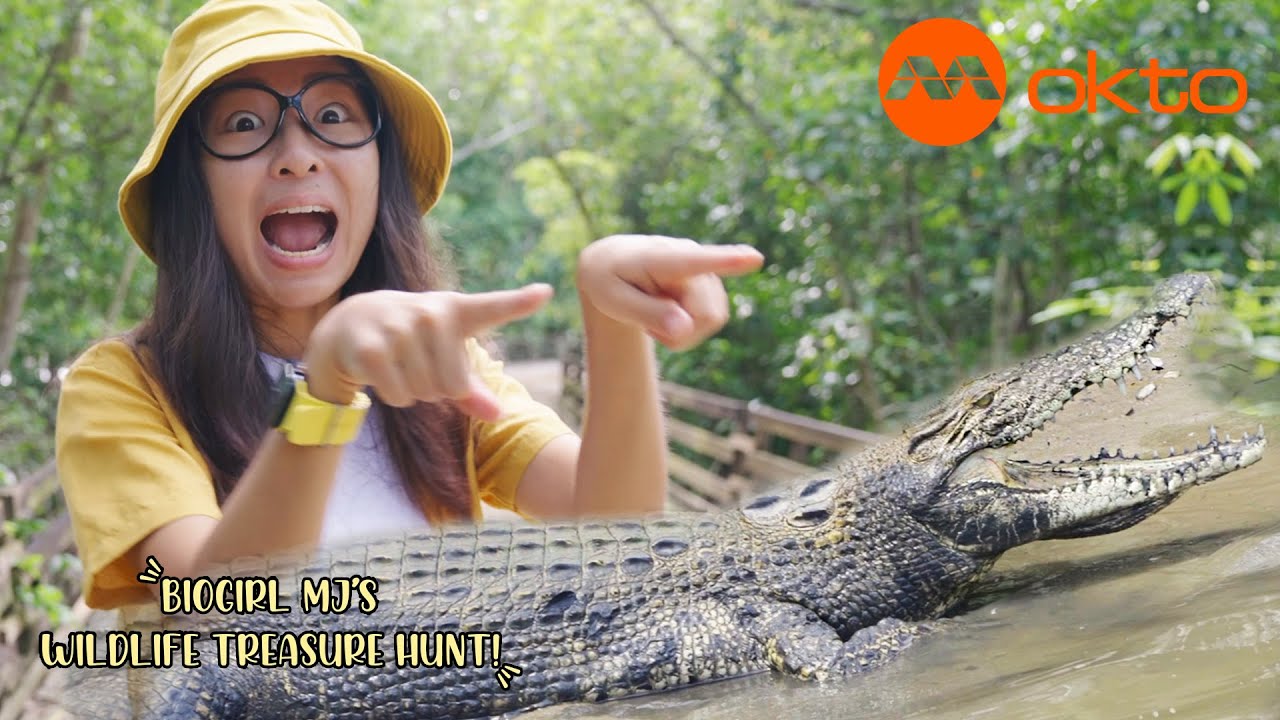 Crocodile, crab and other animals in Singapore's intertidal zones! Biogirl MJ S1E03 | @mediacorpokto