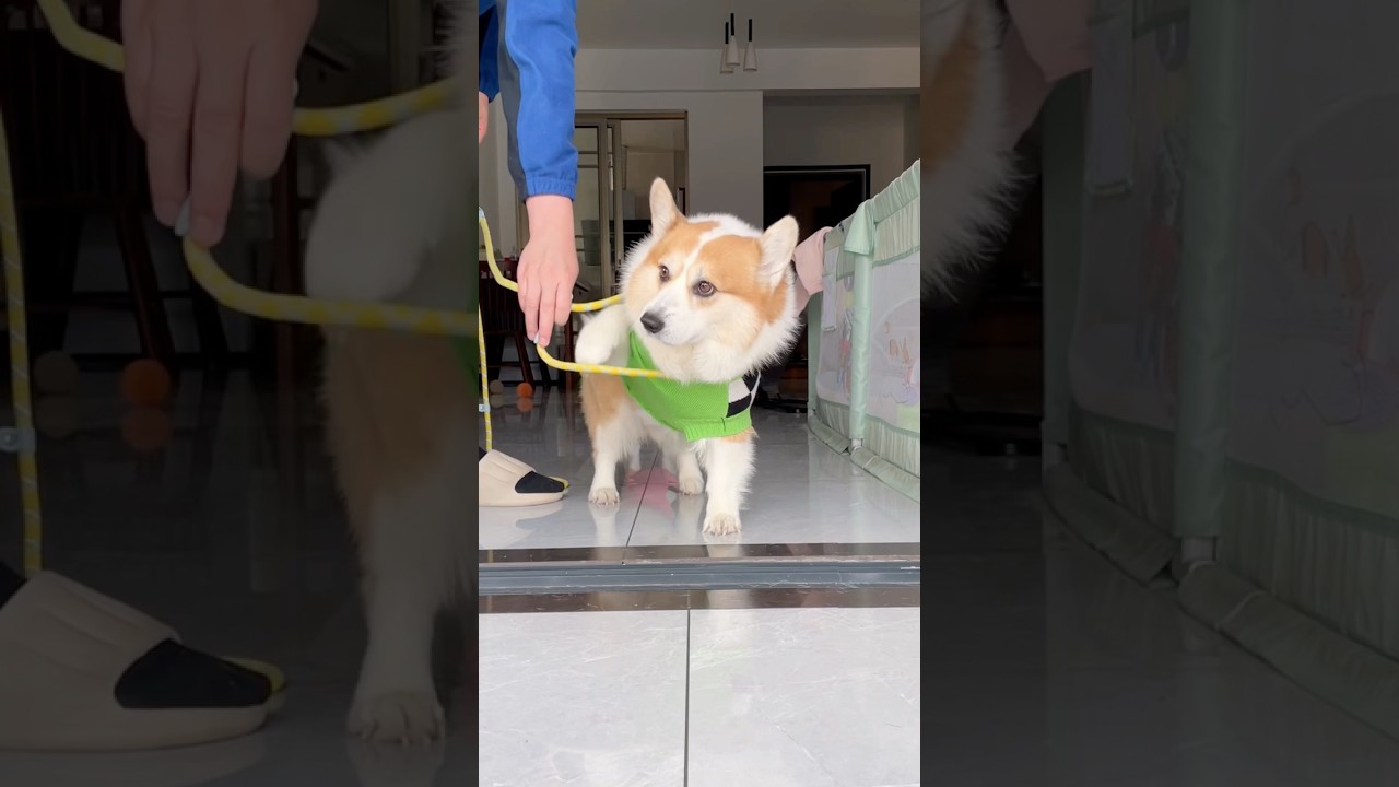 Crossbody P-leash #corgi #dog #mypet