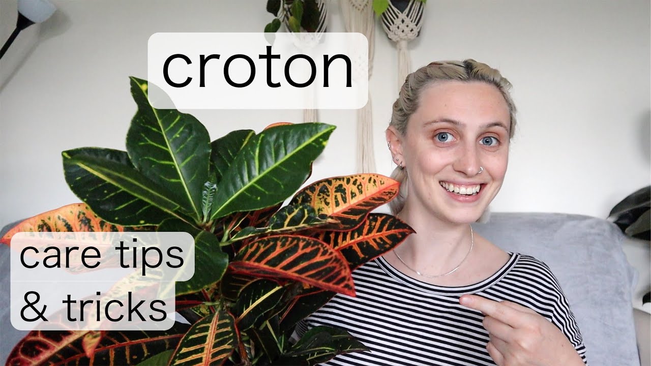 CROTON CARE | Codiaeum Variegatum Care Tips & Tricks