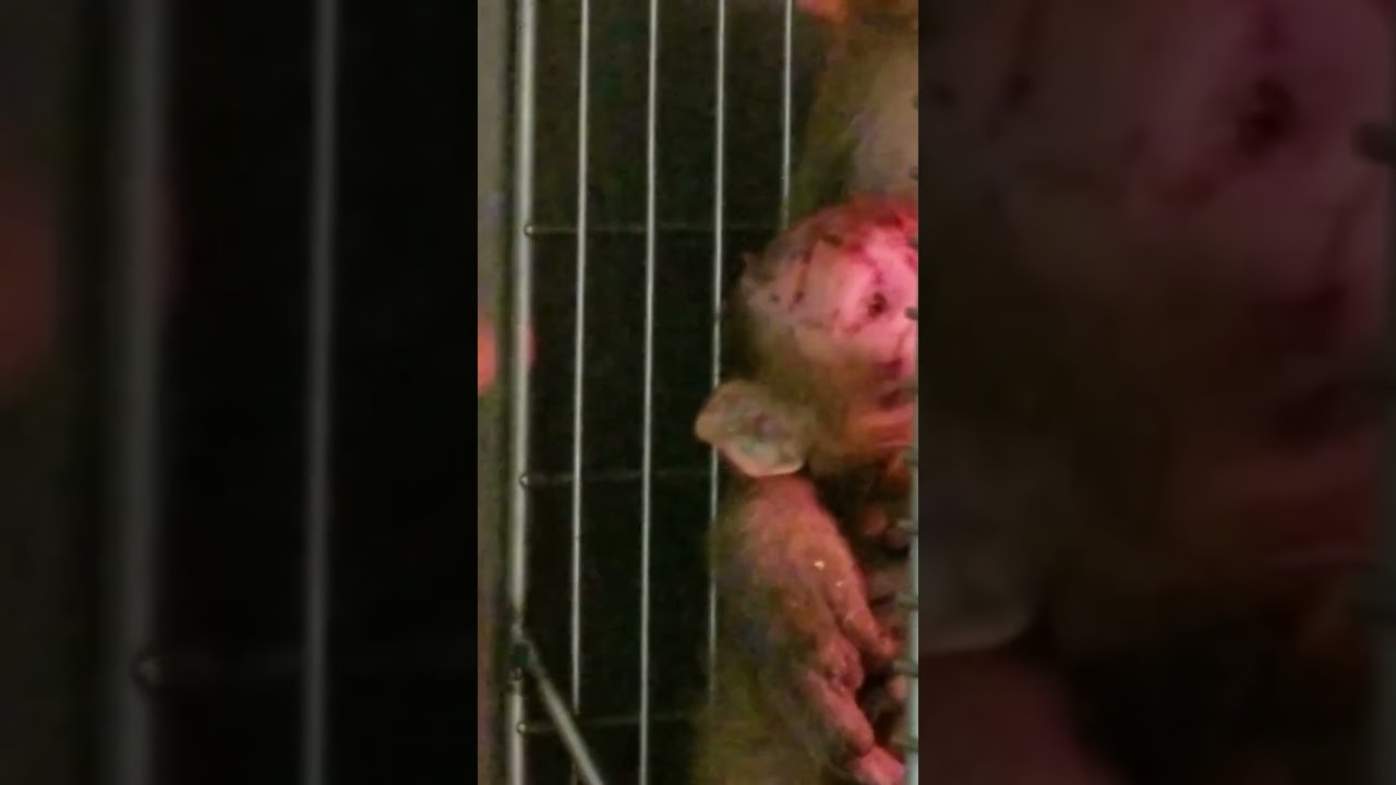 Cruel Lab Isolation: The Bond of a Mother Monkey & Baby 💔