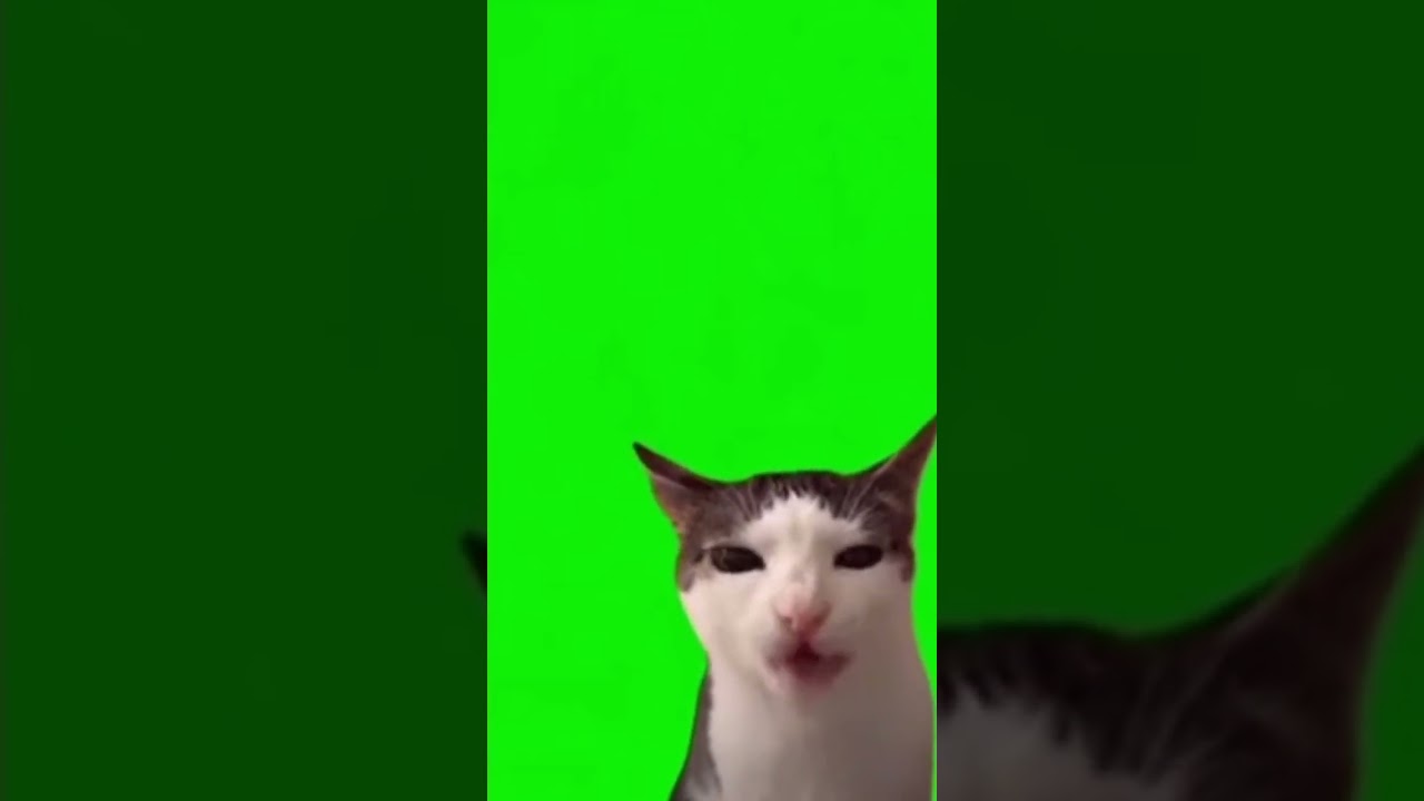 Crunchy Cat Meme green-screen template