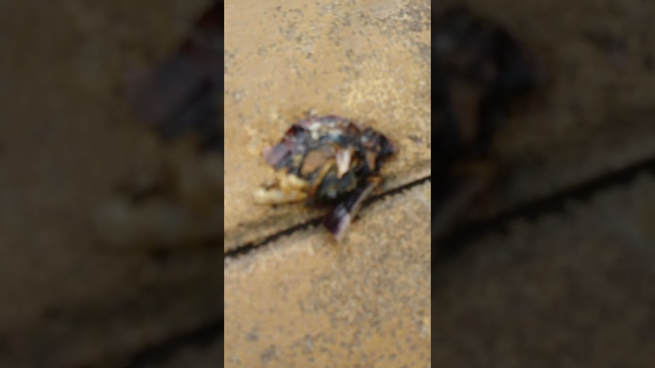 crushed snail