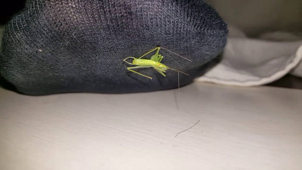 Crushing already dead cricket
