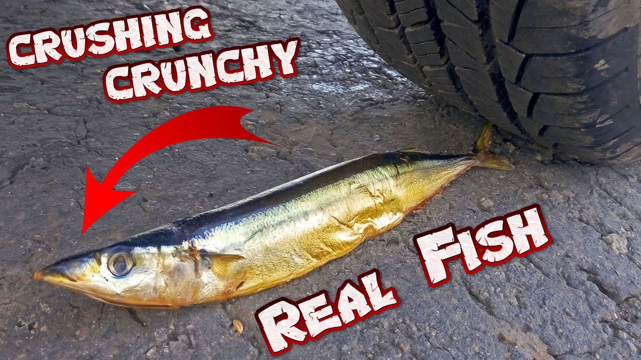 CRUSHING CRUNCHY REAL FISH VS CAR EXPERIMENT
