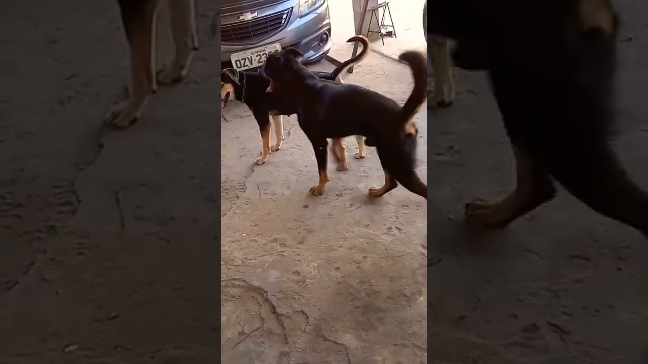 CRUZAMENTO DE ROTTWEILER #shorts