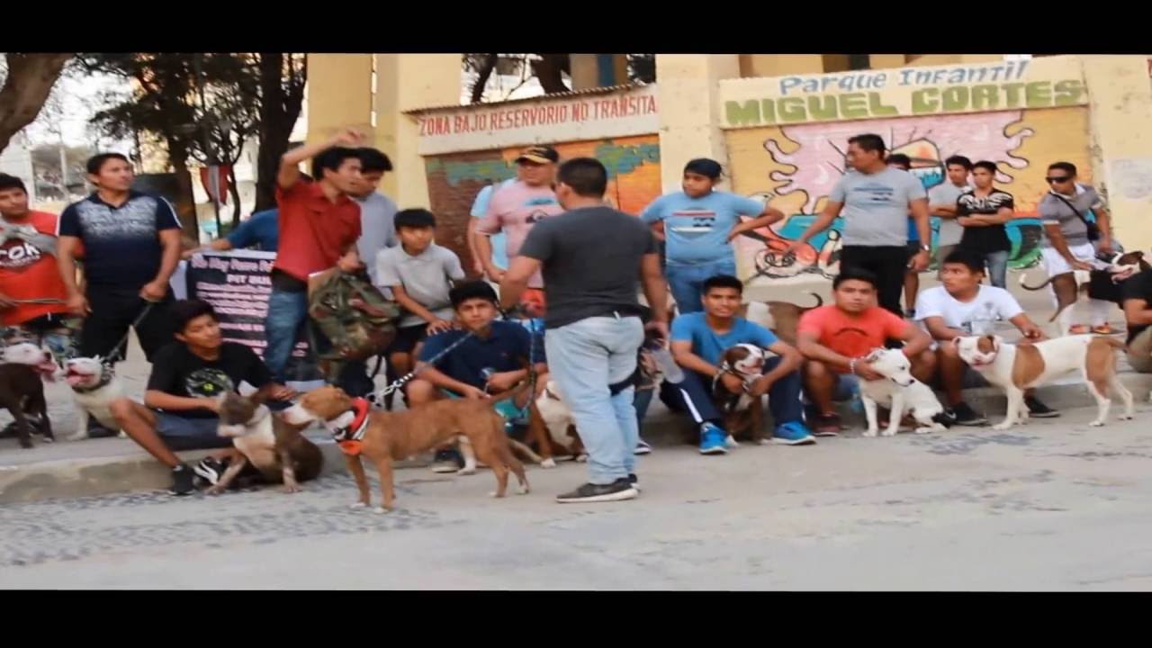 CUARTA CAMINATA MUNDIAL PITBULL - APBT PERU - PIURA