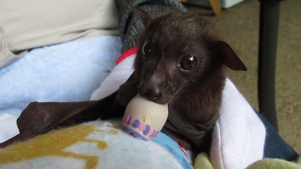 Cuddle Bunny Baby Bart Wins Lots Of Hearts