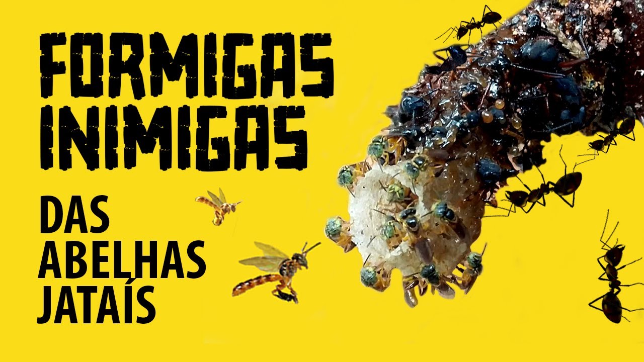 CUIDADO com as FORMIGAS no manejo das ABELHAS JATAÍ