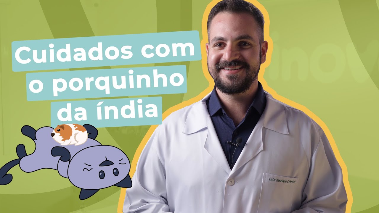 Cuidados com o Porquinho da Índia | Inova Hospital Veterinário