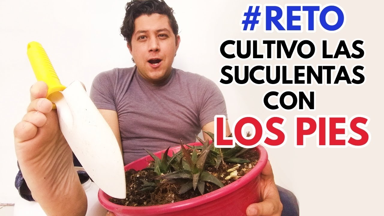 cultivo suculentas con los pies #RETO donsuculento