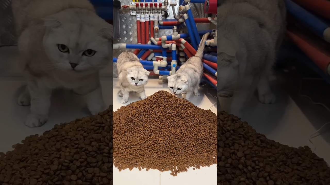 Cunning cats ate all the mistress's food #cat #youtubeshorts #viralshort