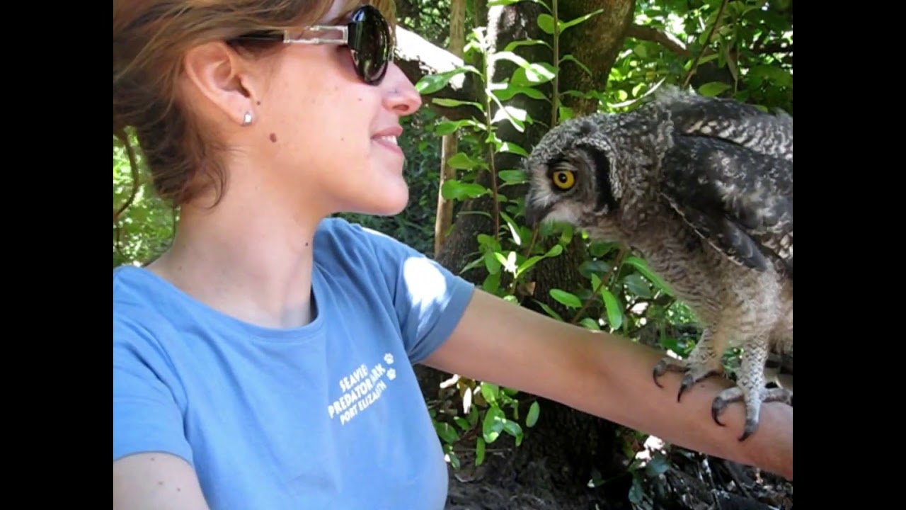 Curious Rescued Owl Mesmerized by Its Reflection in Handler’s Sunglasses