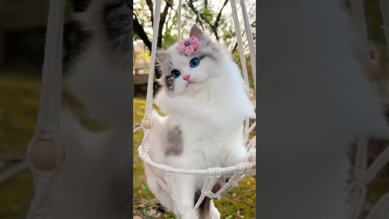 cute baby cats #danielagrez