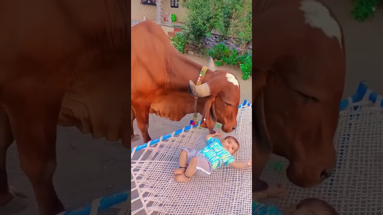 cute baby caw ke sath khel rahi #shorts #trending