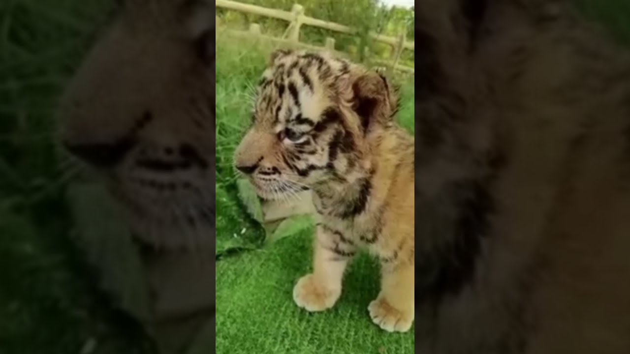 Cute Baby Tiger Roaring and Running!
