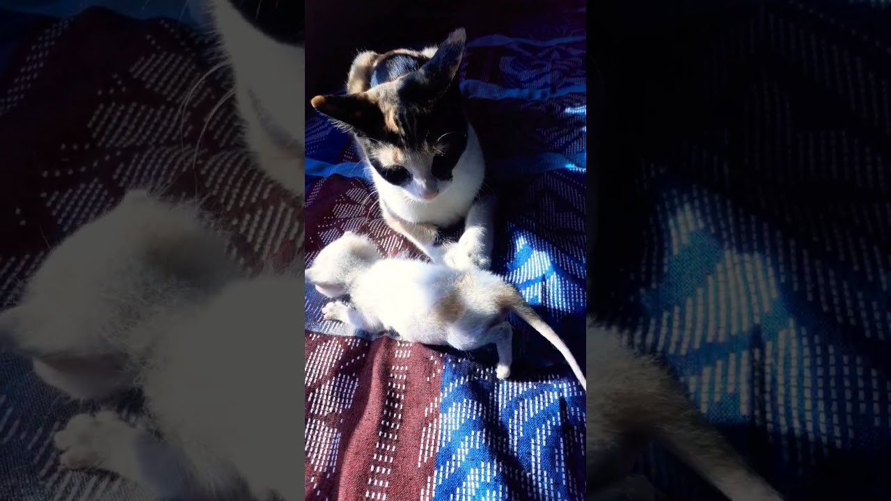 Cute Cat | Yasmin's free time #shorts #cat