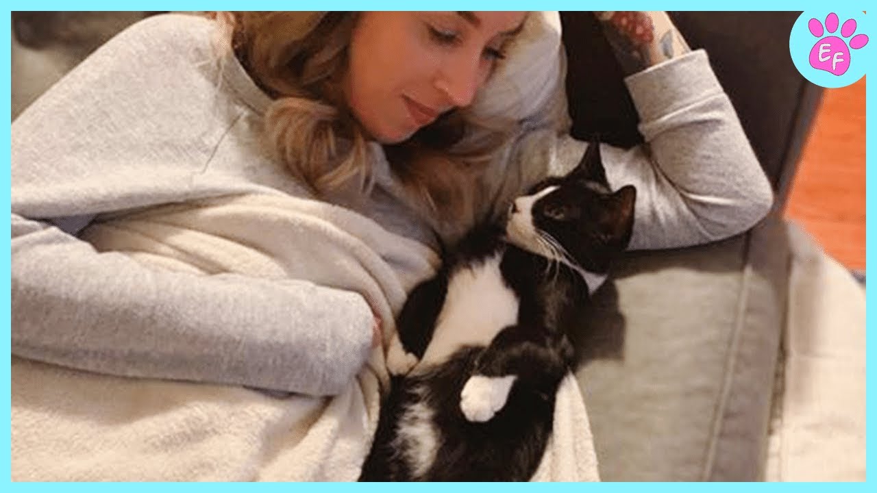 Cute Cat Show Love 😻 Cat and Human Moments