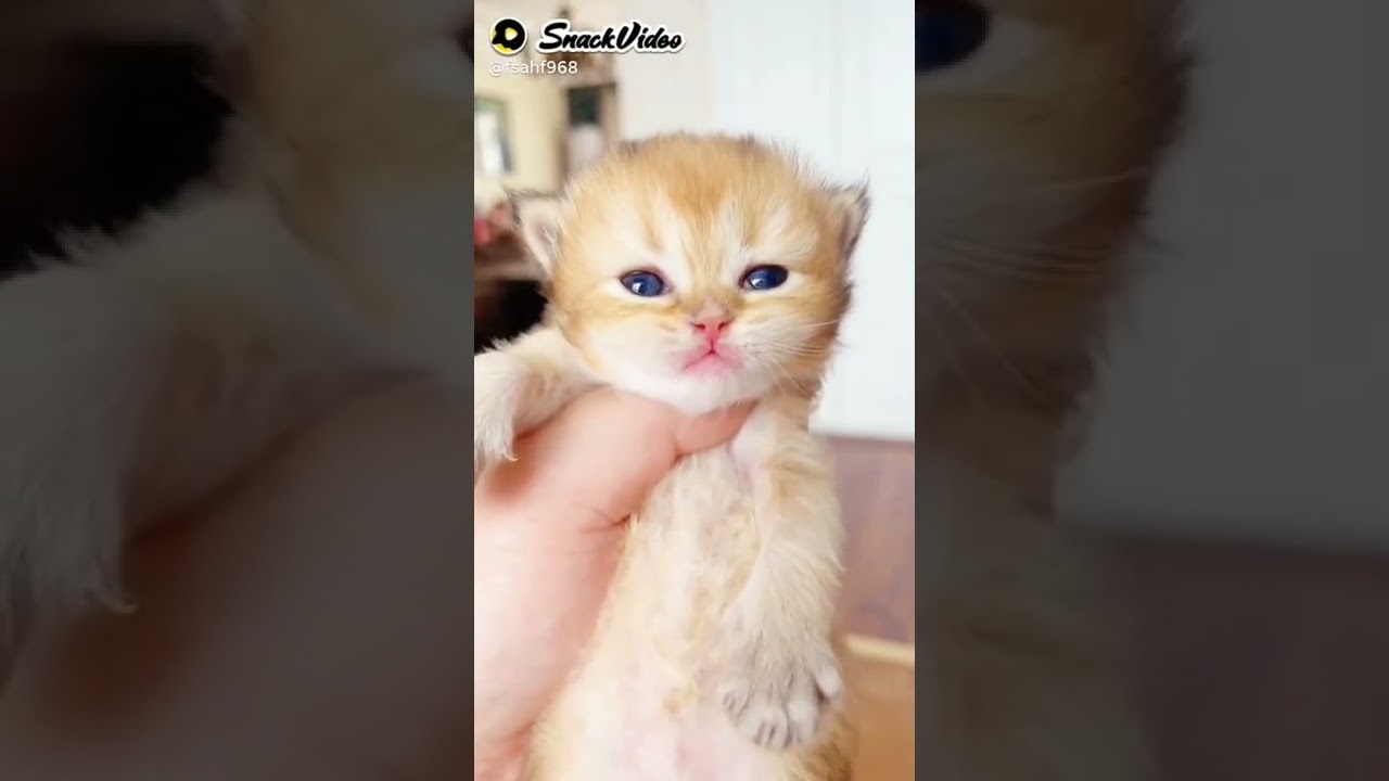 cute cato...