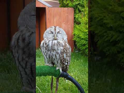 Cute owl #Shorts
