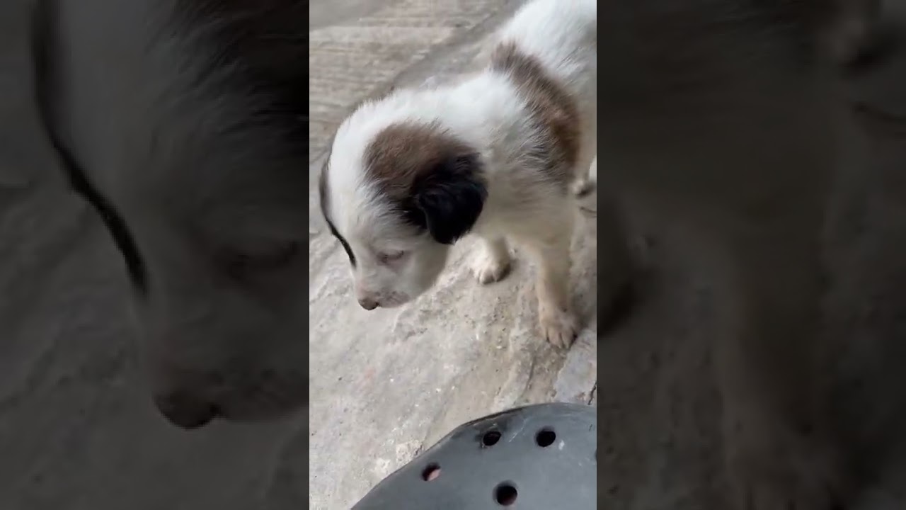 Cute puppy licking my feet | Unconditional ❤️ Love