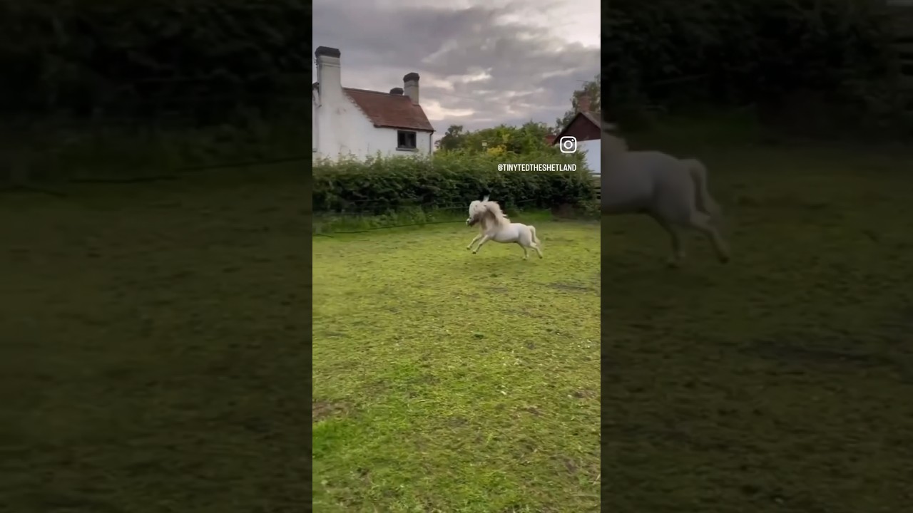 Cute Shetland Pony slave to the rhythm. #shetlandpony #horsey #pony #cutepony