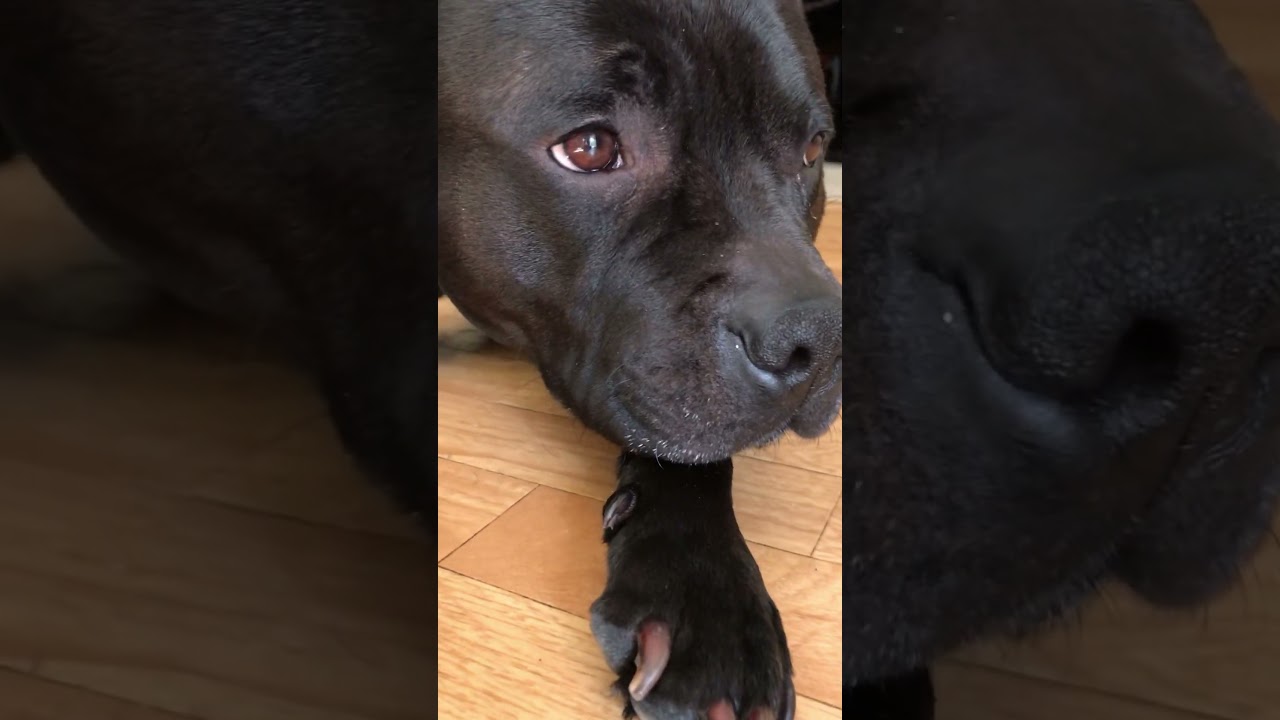 Cute staffy boi! #dog #cute #funny #staffy 🐶🐶❤️❤️❤️😊😊😊