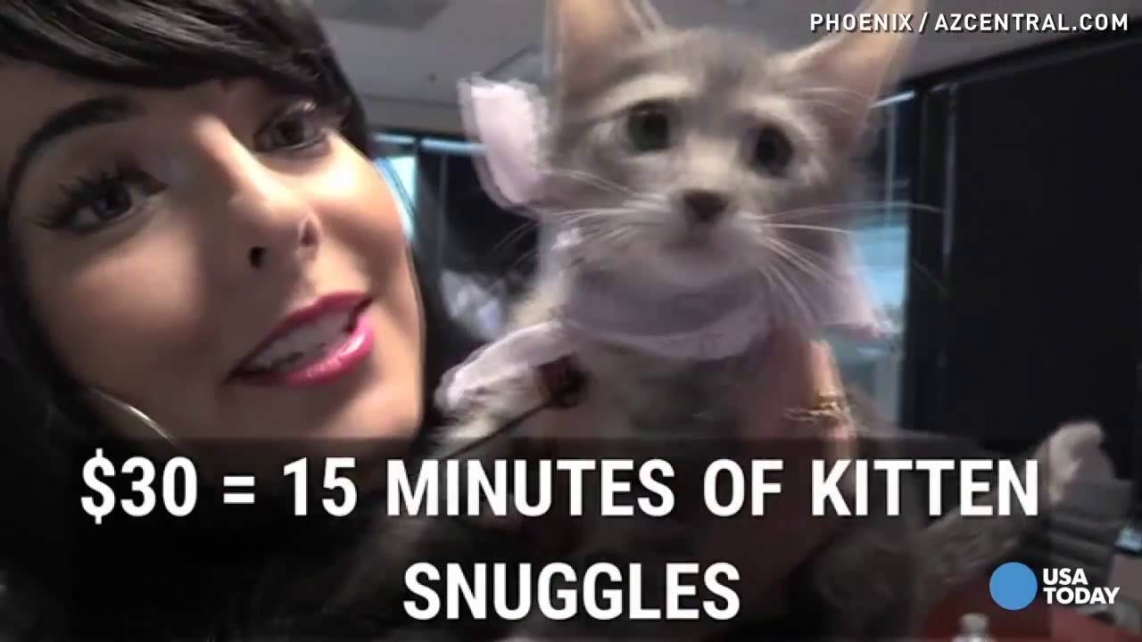 Cuteness overload  Uber is delivering kittens!