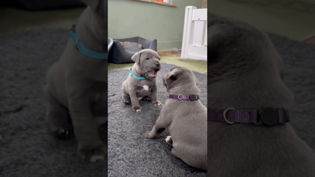 Cutest 5 Week Old Blue Staffy Puppies Ever! 🐾💙