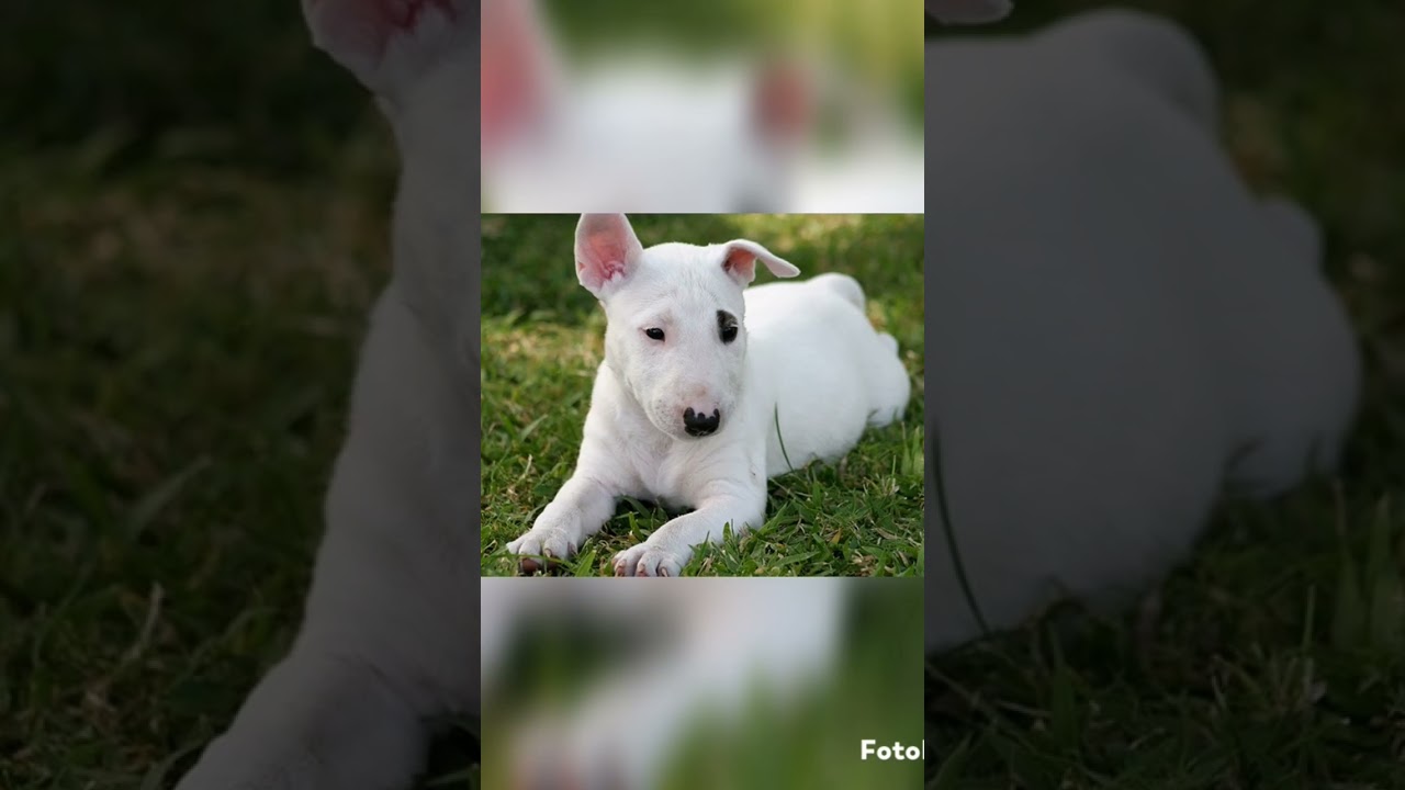 cutest🐕🐕 dog transformation Bull Terrier🐕🐕🐕🐕