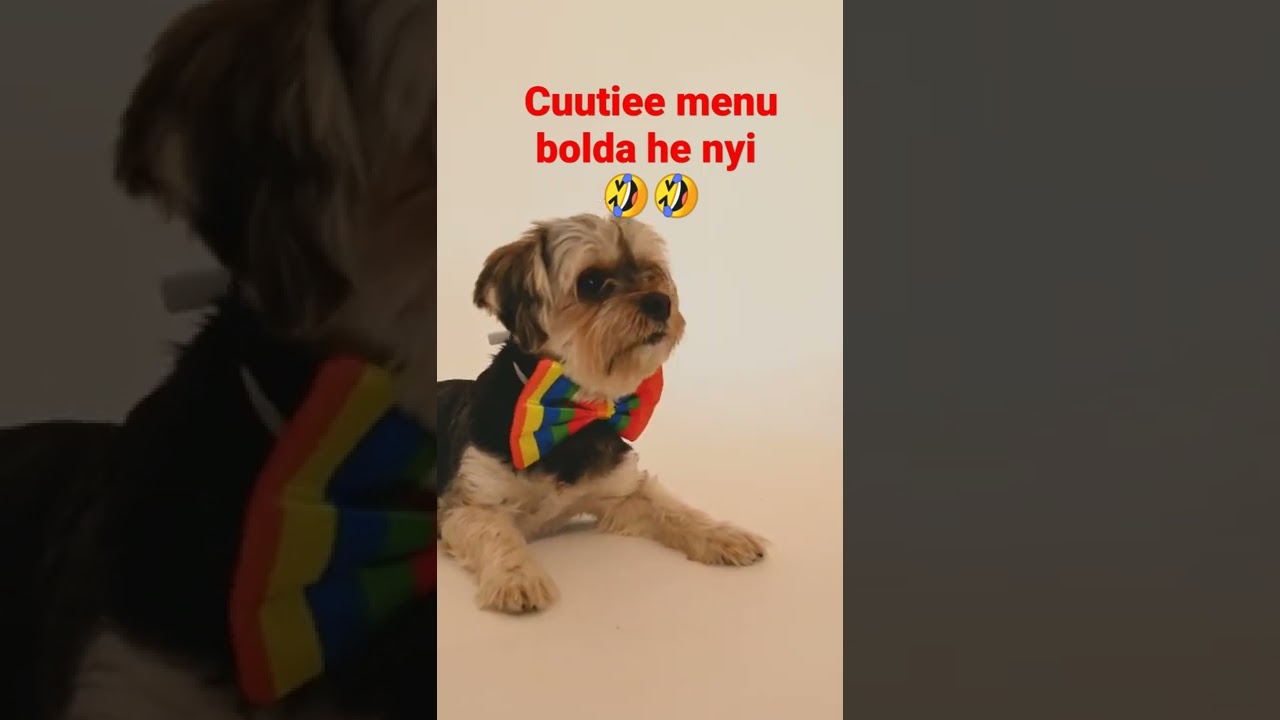 Cuutiiee meenu bolda he nyyii❤❤🐕🐕#shorts#cutedogloversvedio#viralshorts😀😀