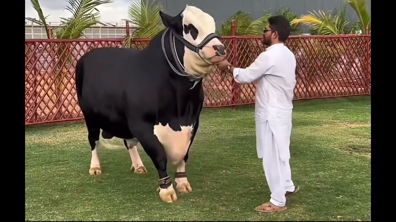 D CATTLE FARM 🖤✨