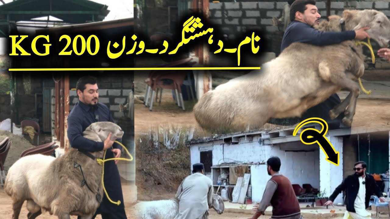 Dahshatgard Dumbah Wright 200kg - latest updates about qurbani 2025 - Biggest Qurbani 2025