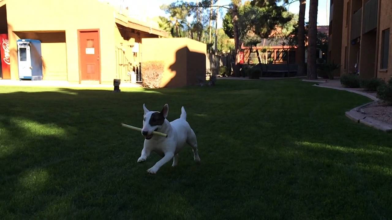 Daisy the Bull Terrier retrieving her stick. . .