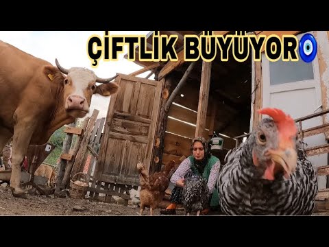 DAMIZLIK YENİ İNEK ALDIK//ELLERİMLE YEM VERDİM TAVUKLARDA BANA 1 SEPET YUMURTA VERDİ🥚😁