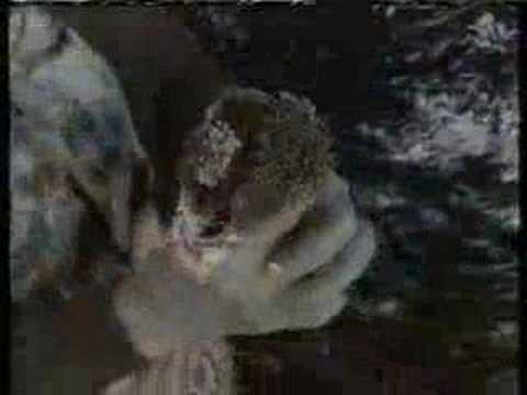 Dan Reed Network - Rainbow Child [1989]