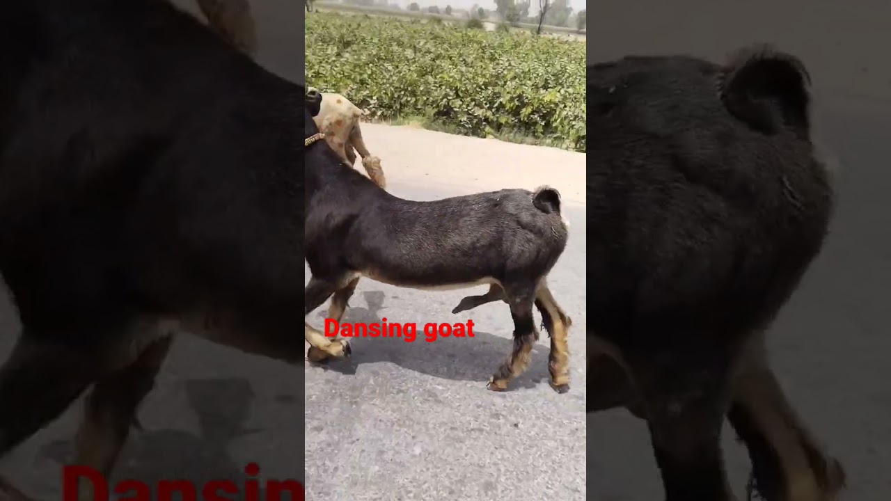 dancing goat #farming #goat #bakri
