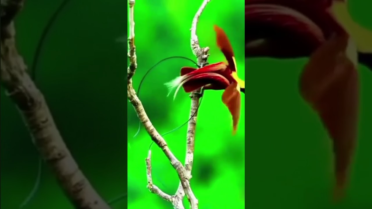 Dancing with Paradise: Unveiling the Enchanting World of Paradise Birds | Astonishing Lair