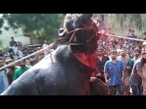 Dangerous Camel qurbani #Dangerous #eiduladha #Faisalabad #Mandi #Lahore #Karachi #Multan #2022