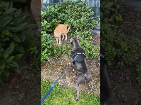 DANGEROUS STAFFIE ATTACK!!