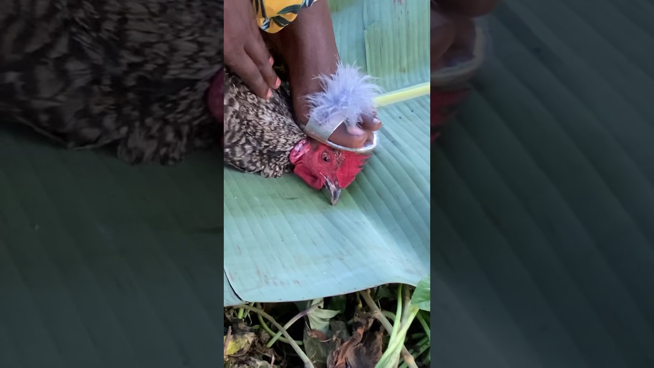 DATING A STRONG AFRICAN GIRL😱#shortvideo #new #usa #viral #villagelife #foryou