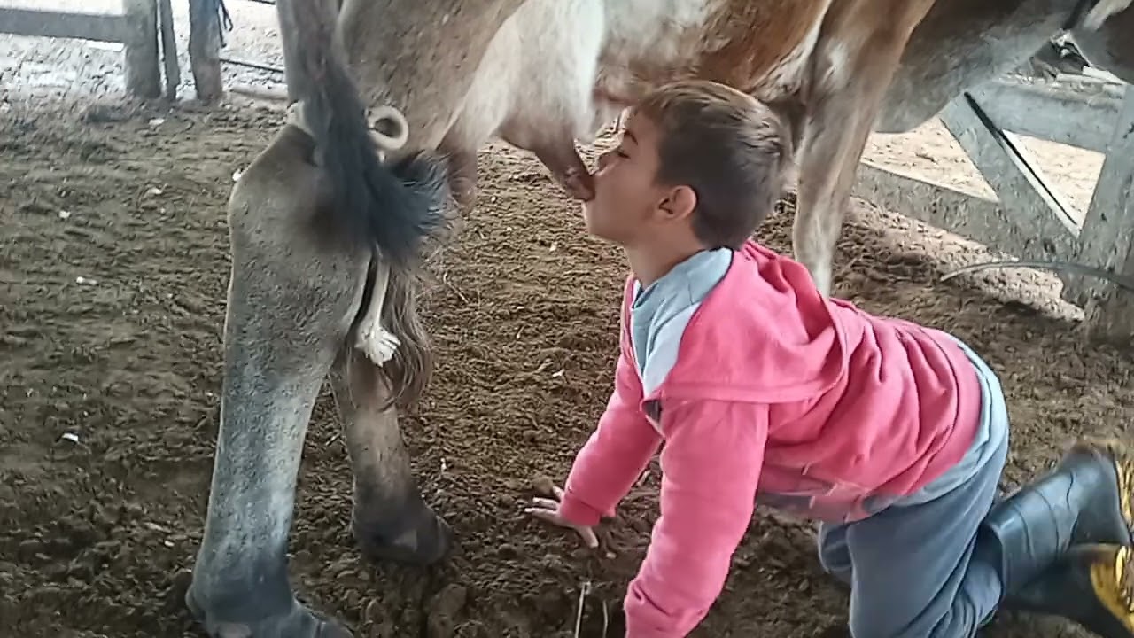 Davi Miguel mamando suco da vaca 🐄