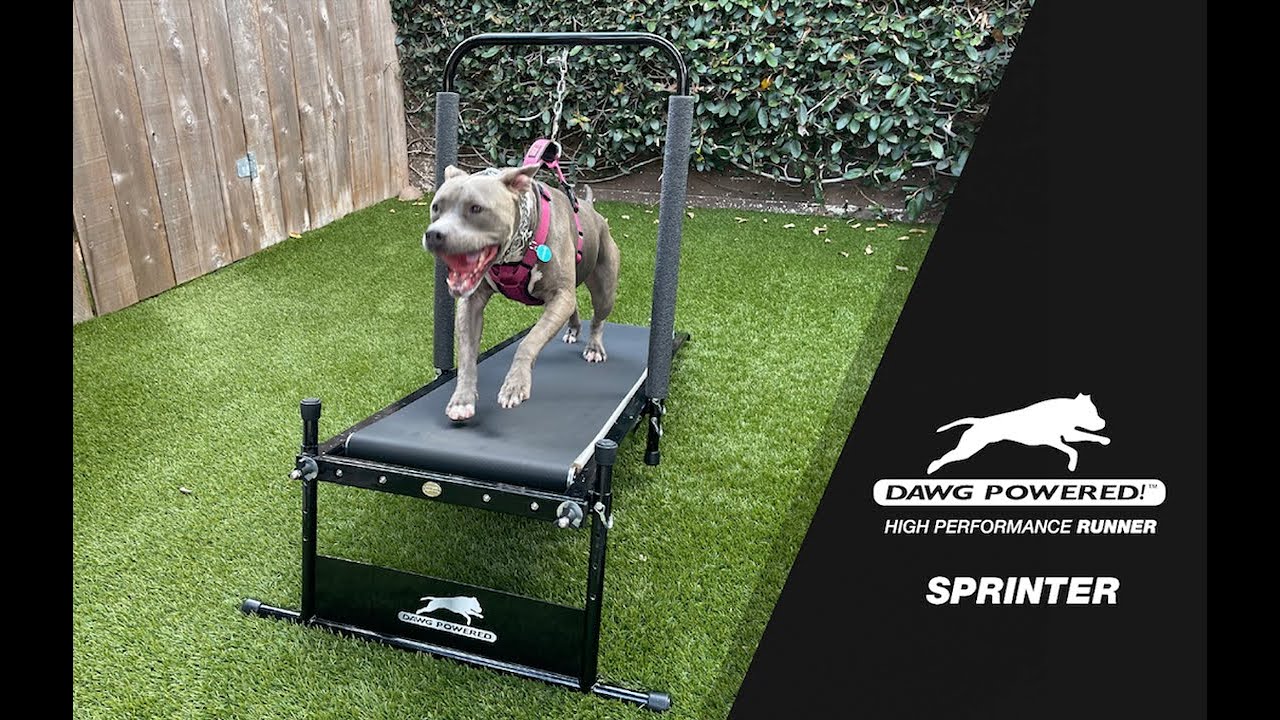 Dawg Powered!™ Dog Treadmill High-Performance Runner