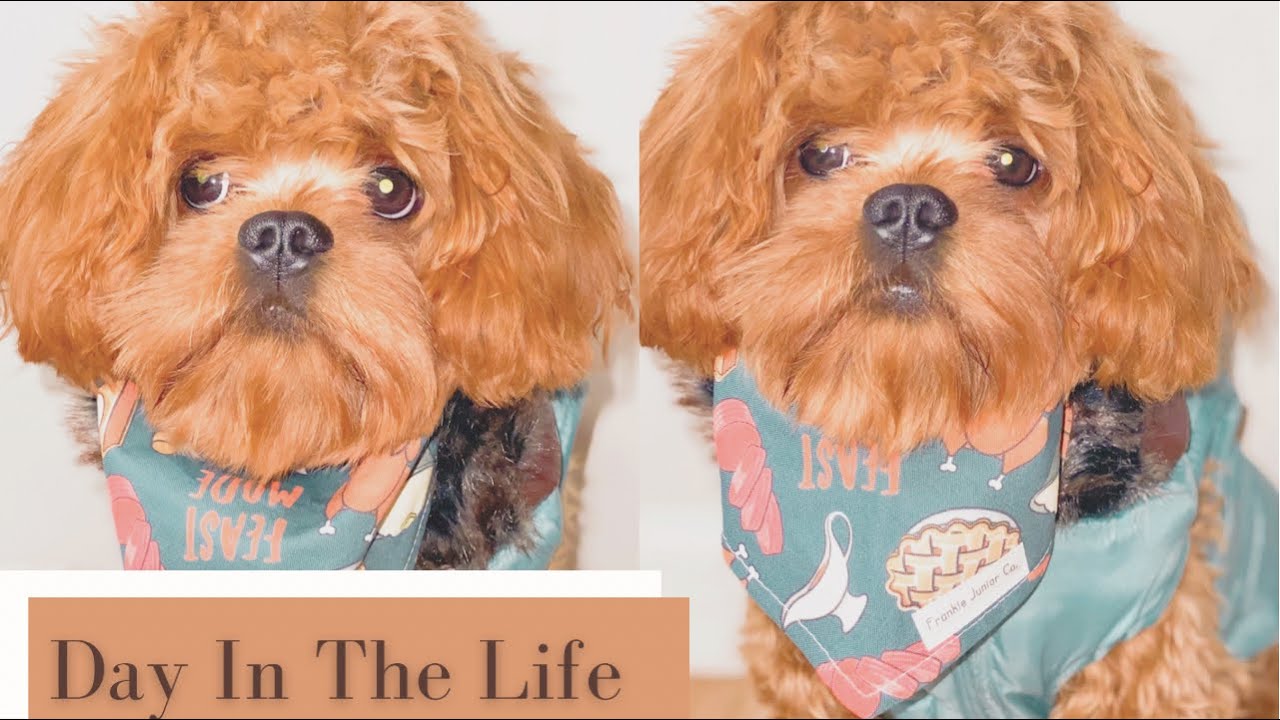 Day In The Life of Cash The Cavapoo Puppy | Puppy Vlog