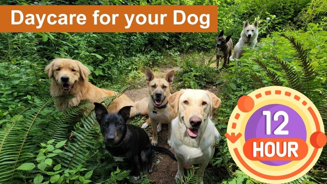 Daycare for your dog 🐶🐕🐩  Keep your dog busy while you are away or entertained while you cuddle